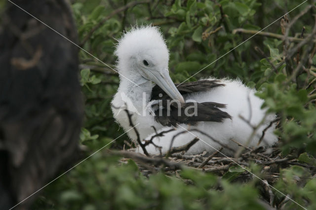 Grote Fregatvogel (Fregata minor)