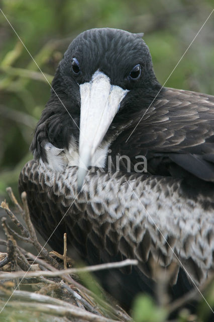 Grote Fregatvogel (Fregata minor)