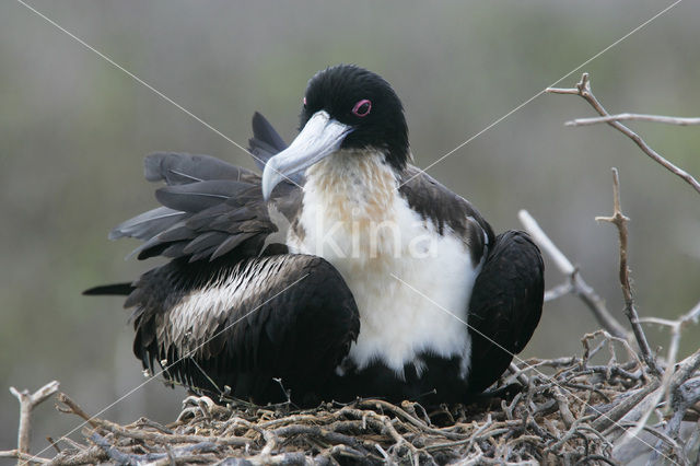 Grote Fregatvogel (Fregata minor)