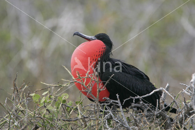 Grote Fregatvogel (Fregata minor)