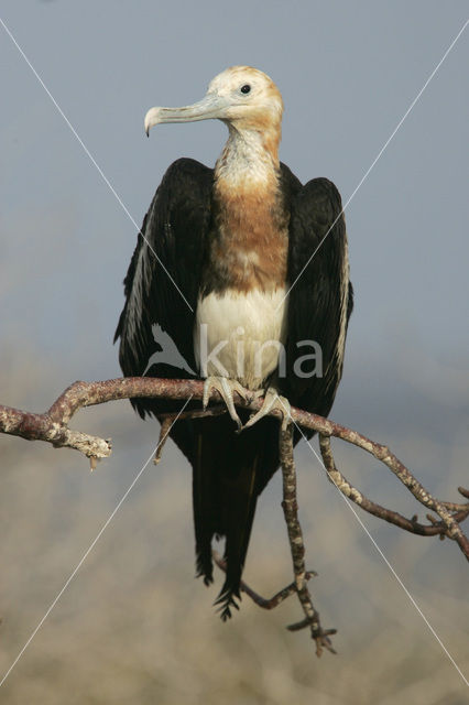 Grote Fregatvogel (Fregata minor)