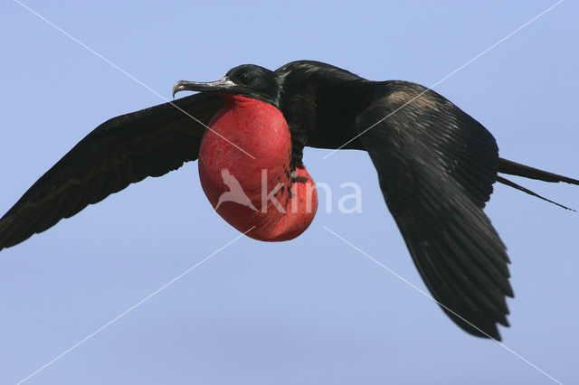 Grote Fregatvogel (Fregata minor)