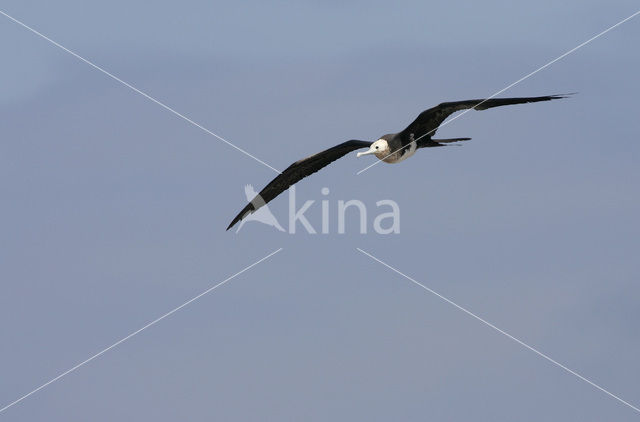 Grote Fregatvogel (Fregata minor)