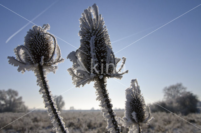 Grote kaardebol (Dipsacus fullonum)