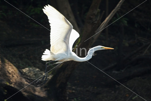 Grote zilverreiger (Casmerodius albus)