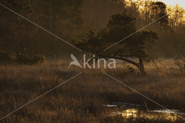 Grove den (Pinus sylvestris)