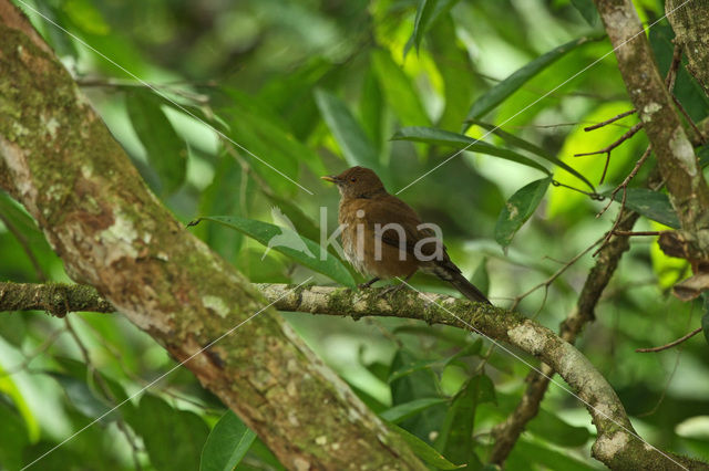 Hauxwell’s Thrush (Turdus hauxwelli)