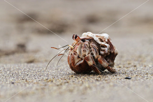 Hermit Crab