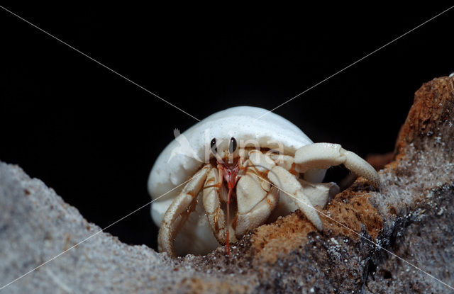 Hermit Crab