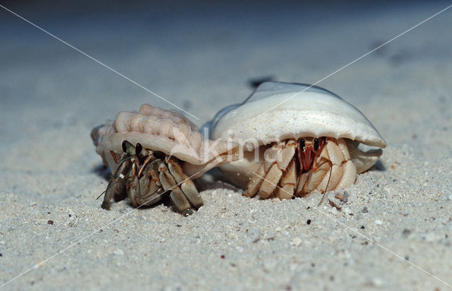 Hermit Crab