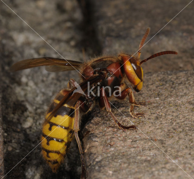 Hoornaar (Vespa crabro )