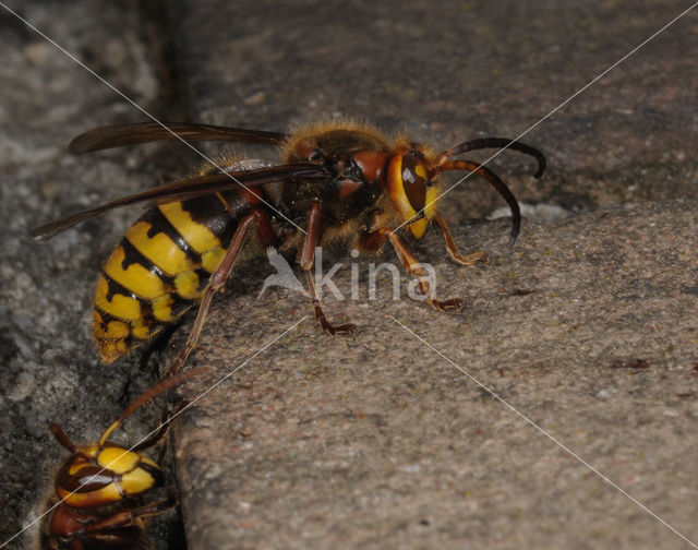 Hoornaar (Vespa crabro )