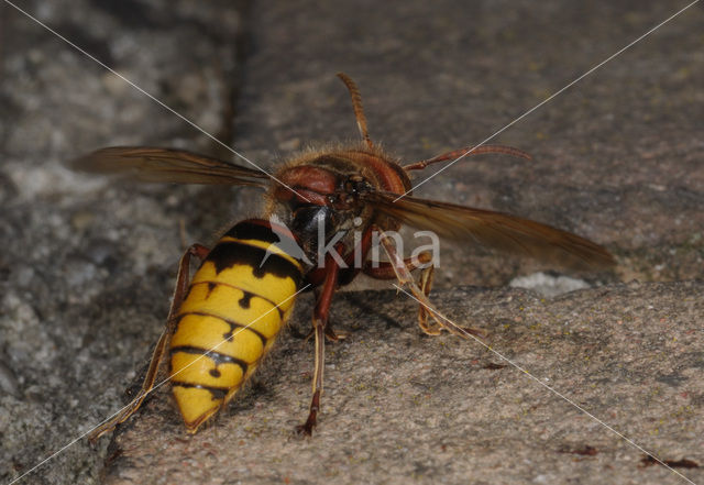 Hoornaar (Vespa crabro )