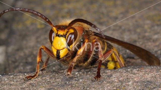 Hoornaar (Vespa crabro )