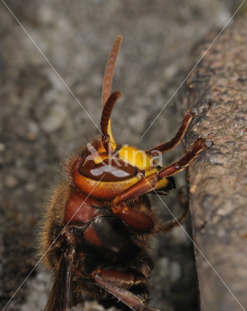 Hoornaar (Vespa crabro )