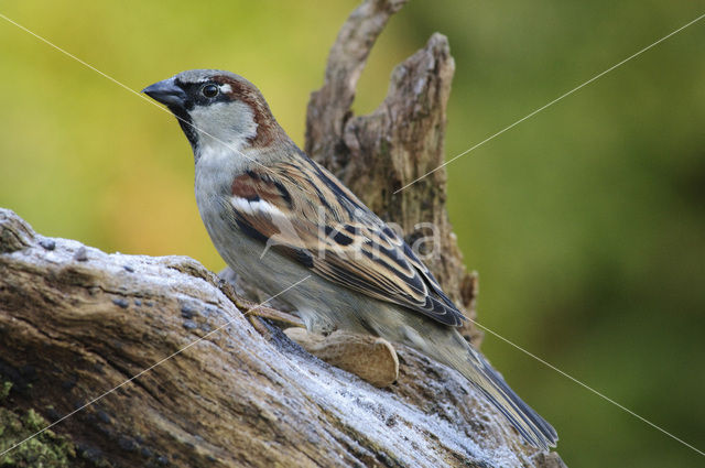 Huismus (Passer domesticus)