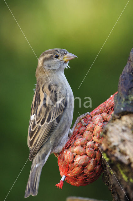 Huismus (Passer domesticus)