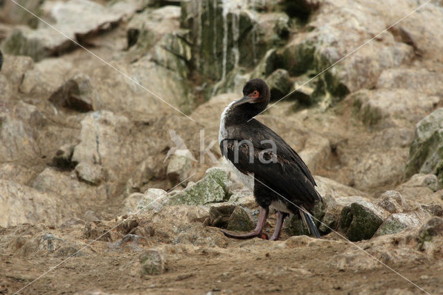 Humboldt-aalscholver (Phalacrocorax bougainvillii)