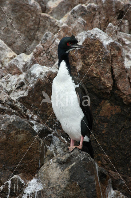 Humboldt-aalscholver (Phalacrocorax bougainvillii)