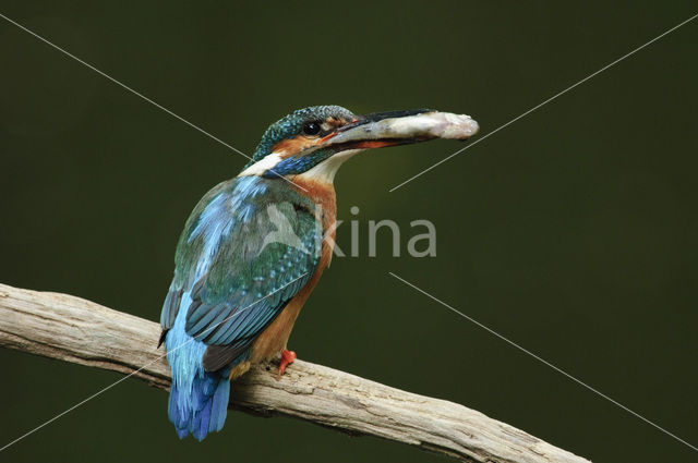 IJsvogel (Alcedo atthis)