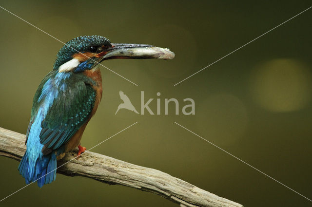 IJsvogel (Alcedo atthis)