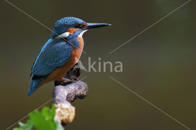 IJsvogel (Alcedo atthis)