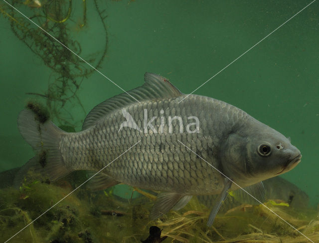 Karper (Cyprinus carpio)