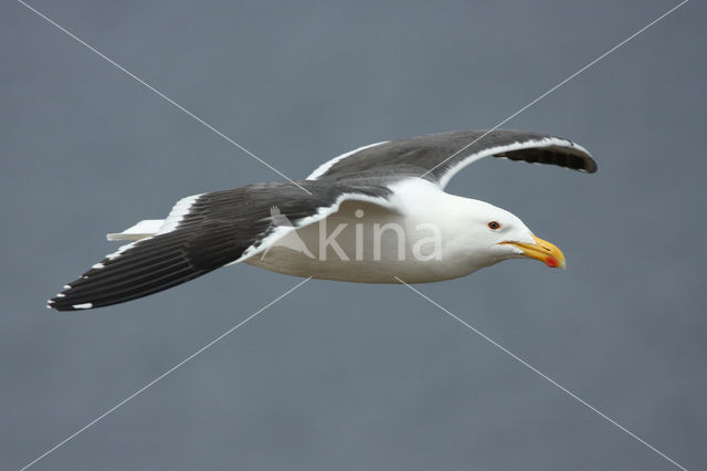 Kelpmeeuw (Larus dominicanus)