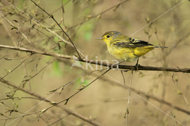 Kleine gele grasmus (Dendroica petechia aureola)