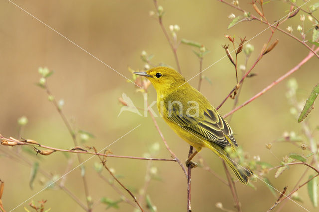 Kleine gele grasmus (Dendroica petechia aureola)