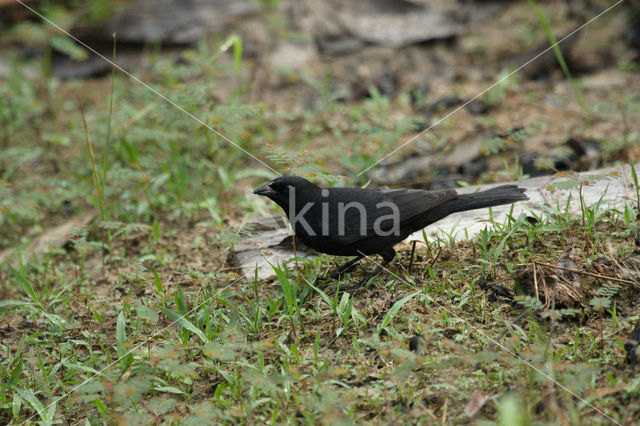 Kleine Koespreeuw (Molothrus bonariensis)