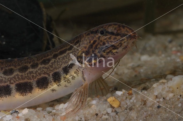 Kleine modderkruiper (Cobitis taenia)