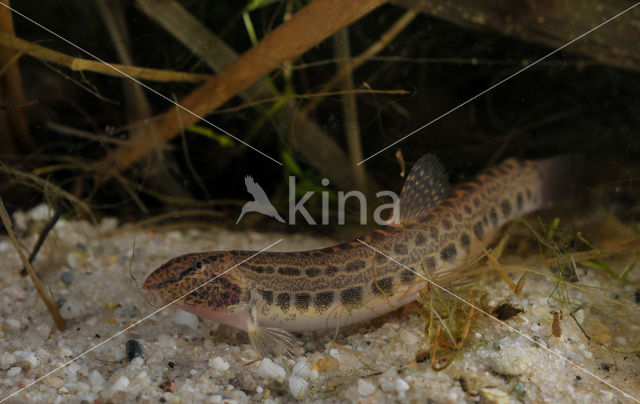 Kleine modderkruiper (Cobitis taenia)