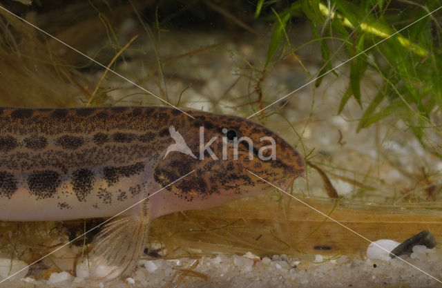 Kleine modderkruiper (Cobitis taenia)