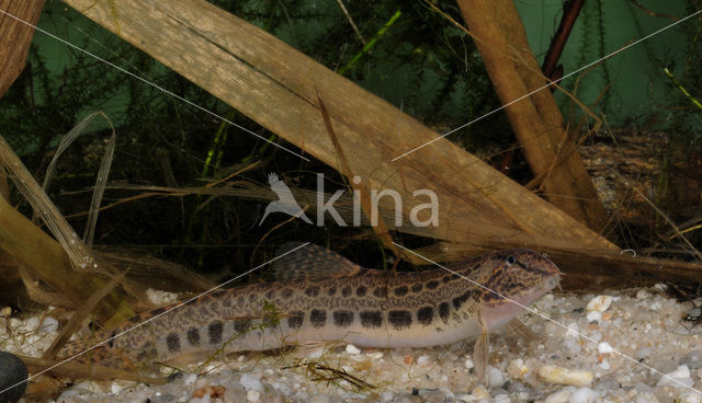 Kleine modderkruiper (Cobitis taenia)