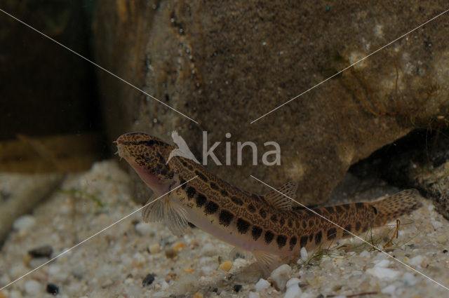 Spined Loach (Cobitis taenia)