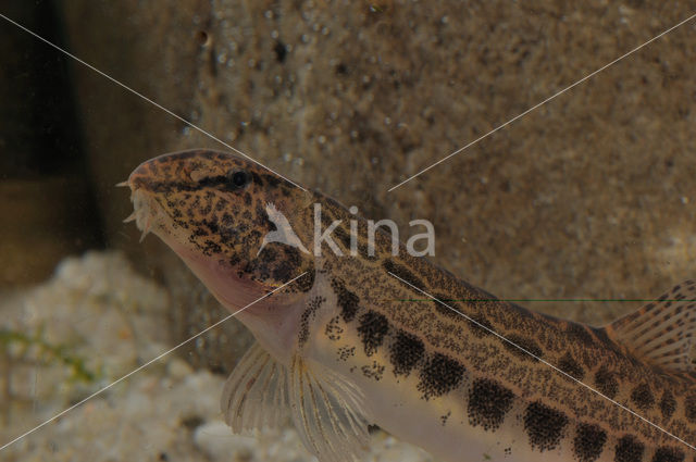 Kleine modderkruiper (Cobitis taenia)