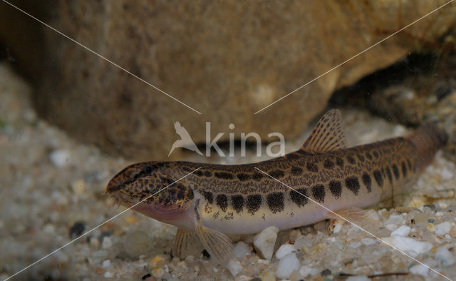 Kleine modderkruiper (Cobitis taenia)