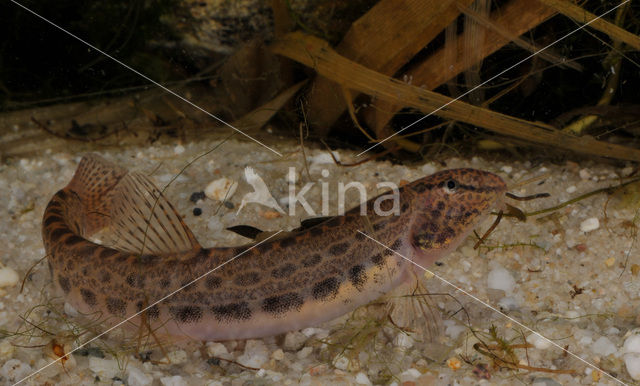 Kleine modderkruiper (Cobitis taenia)