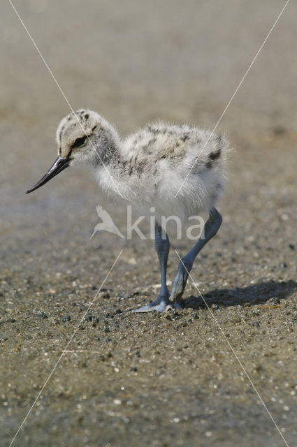 Pied Avocet (Recurvirostra avosetta)