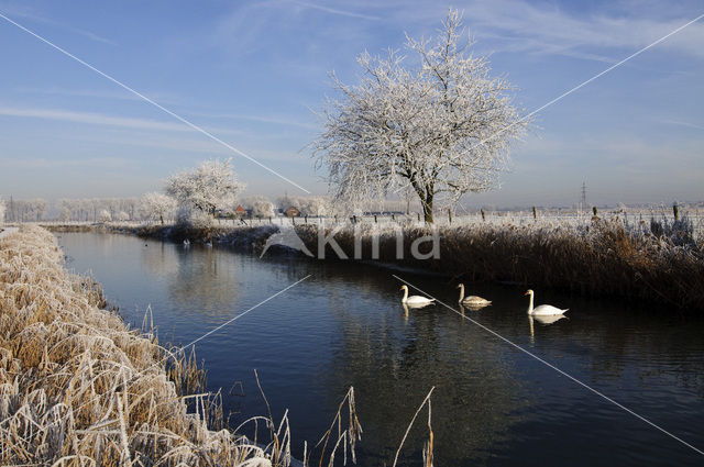 Mute Swan (Cygnus olor)