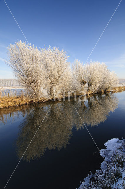 Knotwilg (Salix alba)