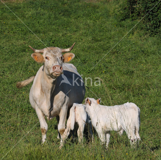 Koe (Bos domesticus)