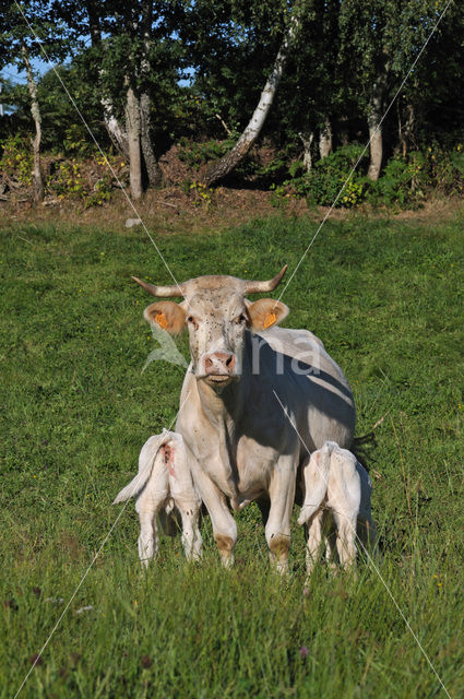 Koe (Bos domesticus)