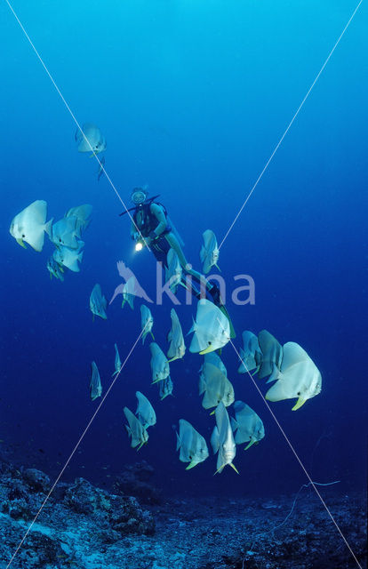 Longfin batfish (Platax teira)