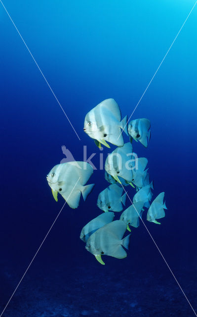 Longfin batfish (Platax teira)