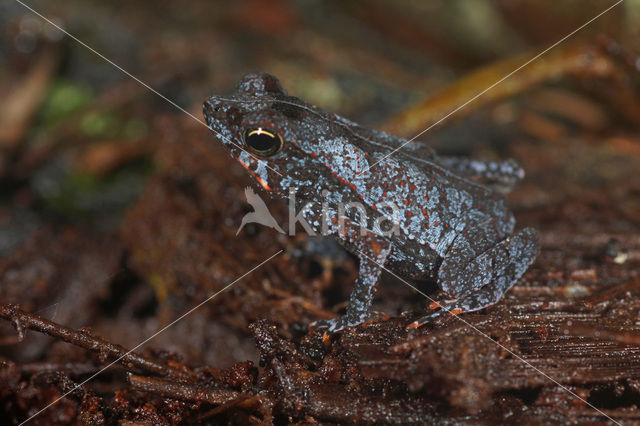 Leaf toad sp. (Bufo sp.)