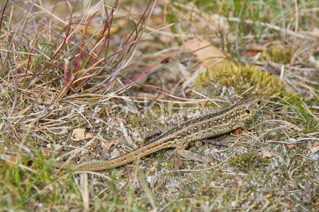 Levendbarende hagedis (Zootoca vivipara)