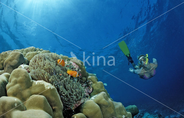 Maldives anemonefish (Amphiprion nigripes)