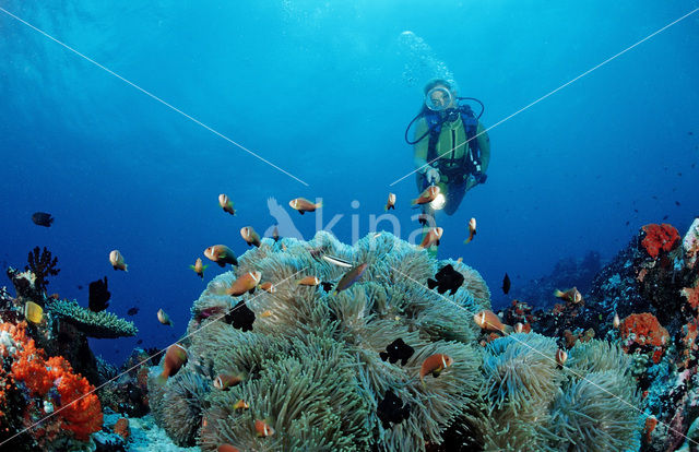 Maladiven Anemoonvis (Amphiprion nigripes)